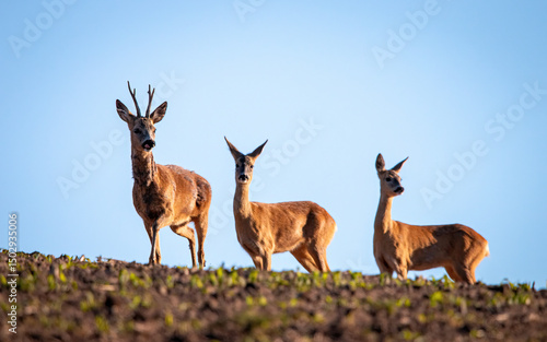Fototapeta Naklejka Na Ścianę i Meble -  Koziołek na polanie i sarenki