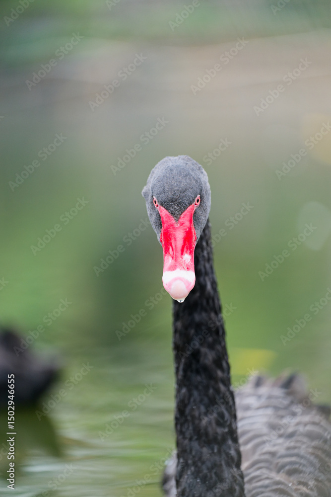 Fototapeta premium Close-up of a Black Swan