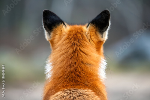 Red Fox Back, Wildlife Fur Texture, Close-up View