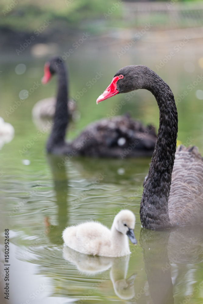 Obraz premium Black Swan and Cygnet in the Lake