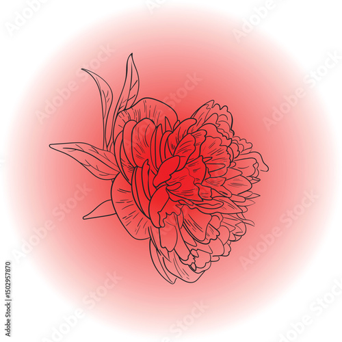 Vector peony floral illustration on colorful background. Line paint is a hand drawn illustration. Soft flower for design card, cover, invitation.