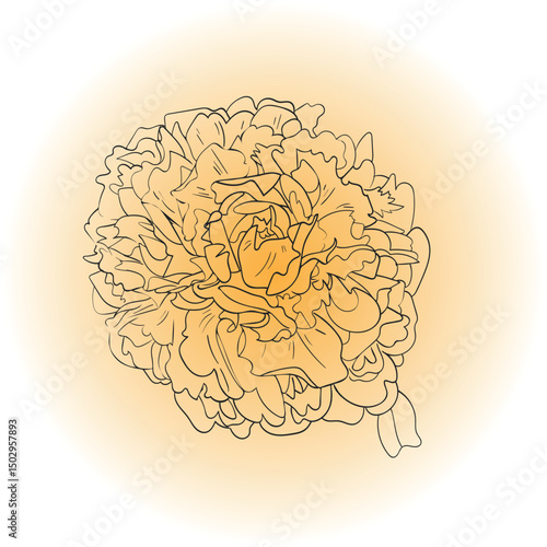 Vector peony floral illustration on colorful background. Line paint is a hand drawn illustration. Soft flower for design card, cover, invitation.