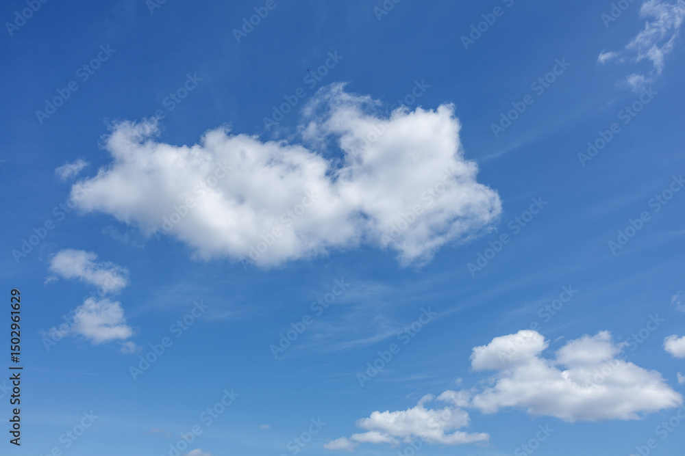 Fototapeta premium Large white fluffy clouds drift across foreground of bright blue sky, creating serene and peaceful atmosphere. Wispy background cloud trails add gentle textures to the otherwise clear expanse above.