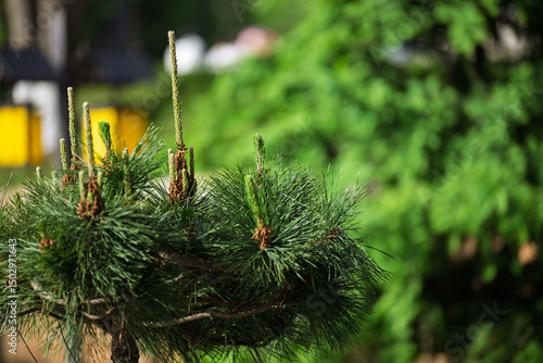 Young Buds on a Pine Branch