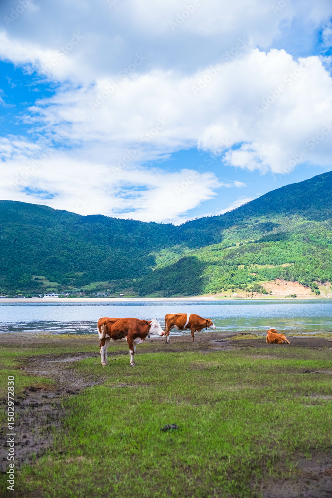 Fototapeta premium Cows by a Lake with Mountainous Background