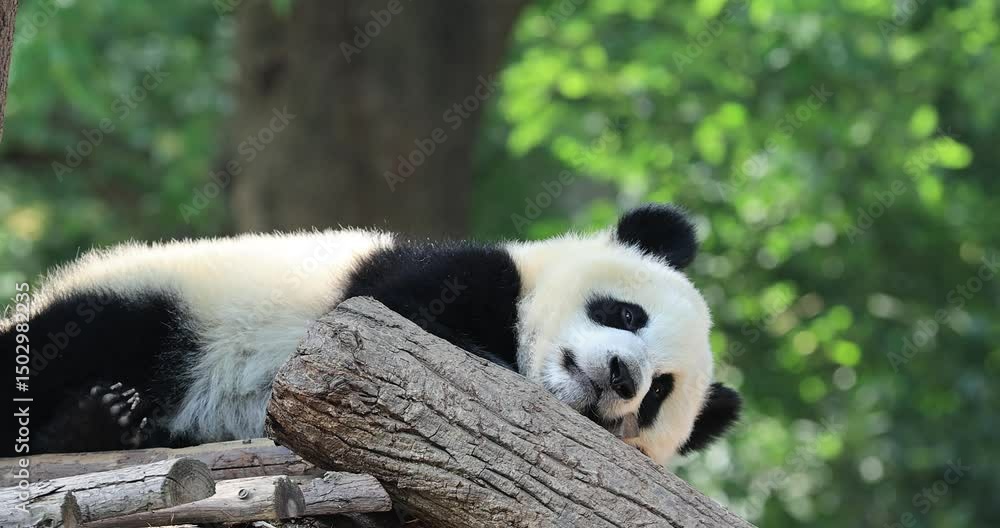 Giant panda sleeping on a tree Giant panda sleeping on a tree