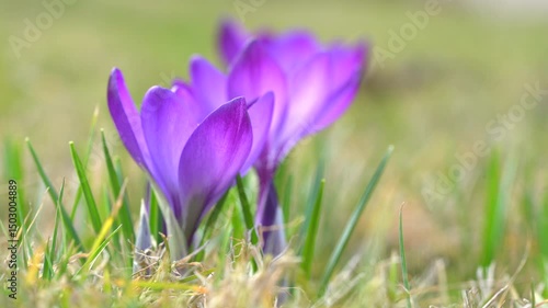 Beautiful violet crocuses grow in meadow. Early spring flowers.	