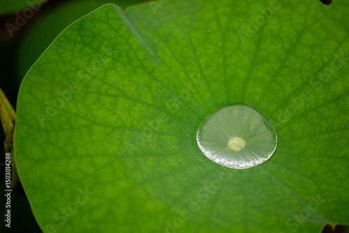 Water Droplet on Lotus Leaf