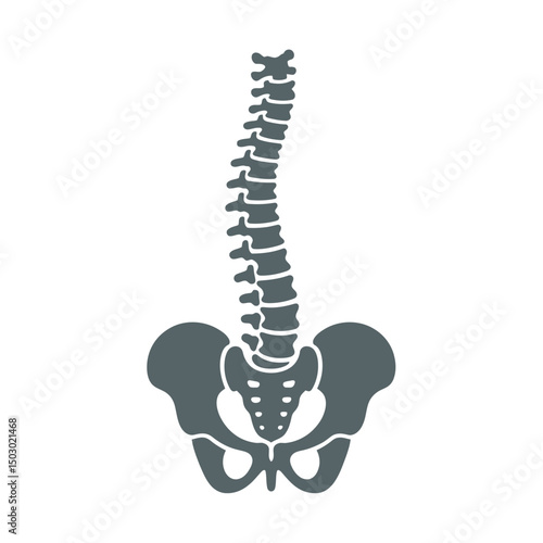 Vertebrae Silhouette vector Art & Illustration, Human Bone, Human organ silhouette on a white background