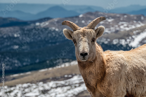 mountain goat in the snow