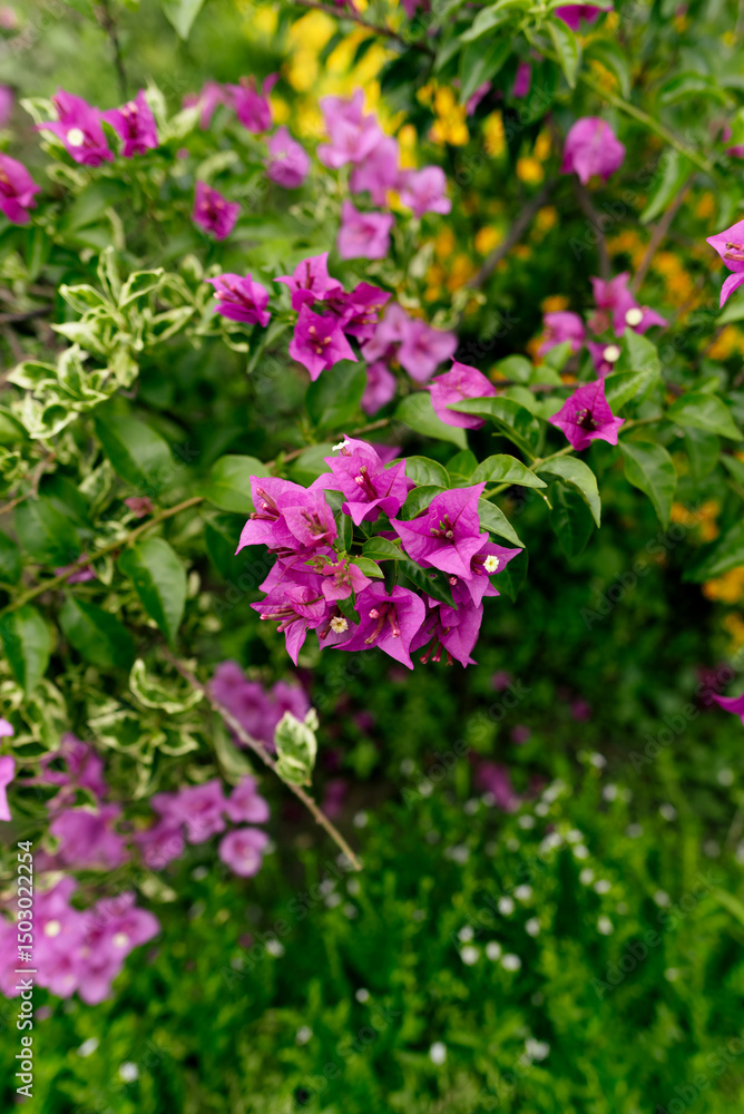 Blooming Purple Bougainvillea Flowers in a Vibrant Green Garden Setting Blooming Purple Bougainvillea Flowers in a Vibrant Green Garden Setting