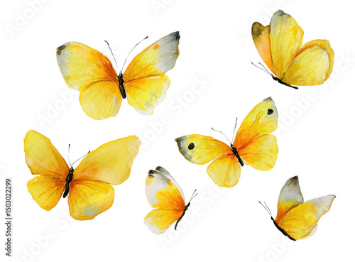 Yellow butterflies flying, watercolor painting on a white background, clip art for stickers