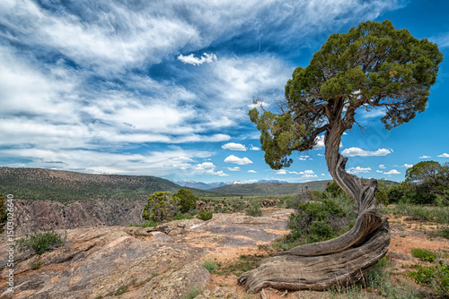 tree in the desert 