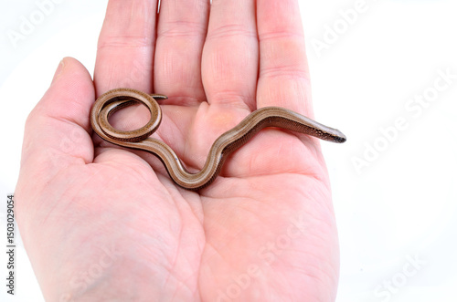 Small snake resting in human hand on white background photo