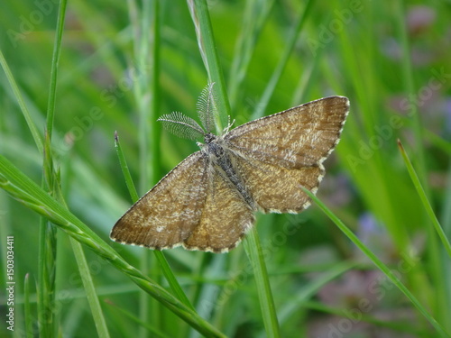 The common heath moth (Ematurga atomaria), male resting on a blade of grass