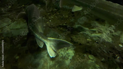 Sturgeon fish swimming in aquarium. sturgeons floating under water. Beluga swimming 