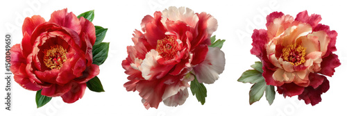 Red Peony Flower Arrangement on Transparent Background