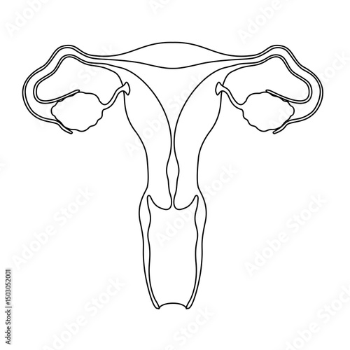 female reproductive organ anatomy line art illustration. Uterus and ovaries anatomy. internal organs. female egg cells, reproductive organs. suitable for drawing illustration design or medical posters