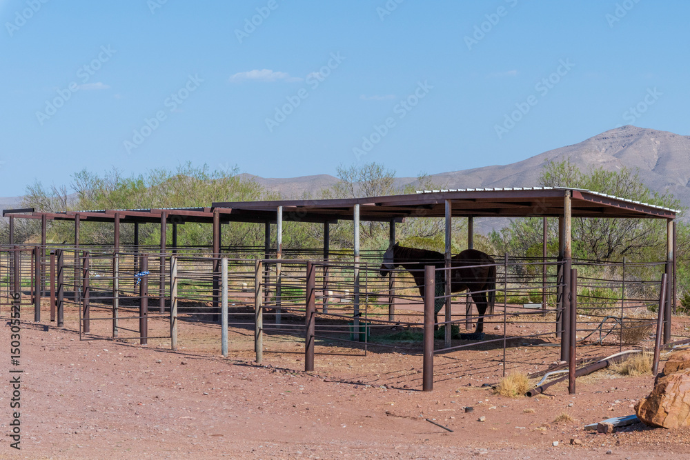 A horse in a Texas shelter A horse in a Texas shelter