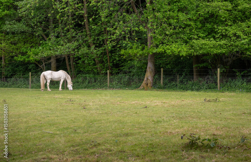 Grey horse grazing in a field with trees behind