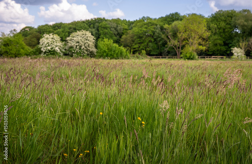 Field with grasses and buttercups with trees behind. Beautiful view of the English countryside near Farleigh in Surrey, UK. Foreground focus.