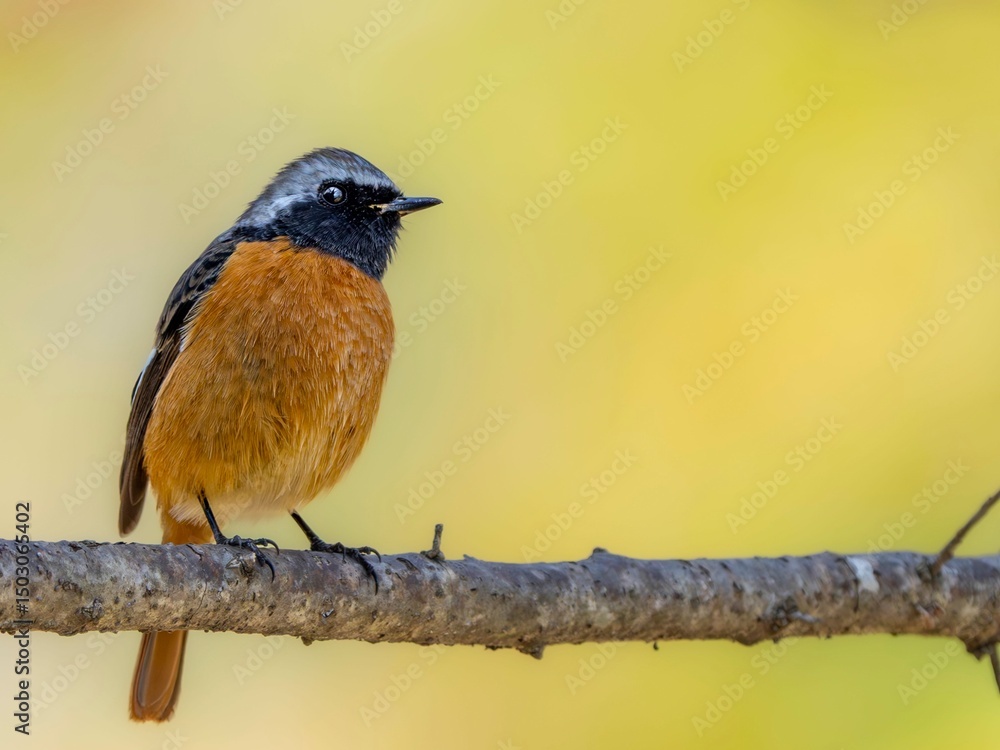 Naklejka premium 森の中で周りを見渡しているジョウビタキの雄の繊細で美しい羽毛の様子のクローズアップ