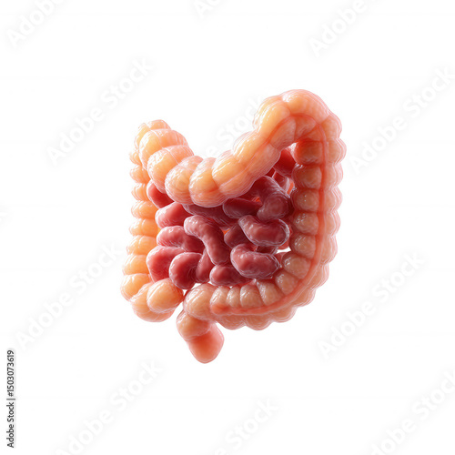 Detailed image of a section of intestines on a white isolated background showing intricate folds and coloring typical of digestive anatomy.