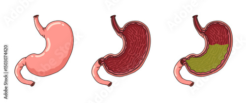 human stomach illustration isolated on white background, stomach anatomy, stomach acid, stomach vector for design.