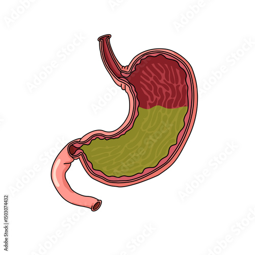 human stomach illustration isolated on white background, stomach anatomy, stomach acid, stomach vector for design.