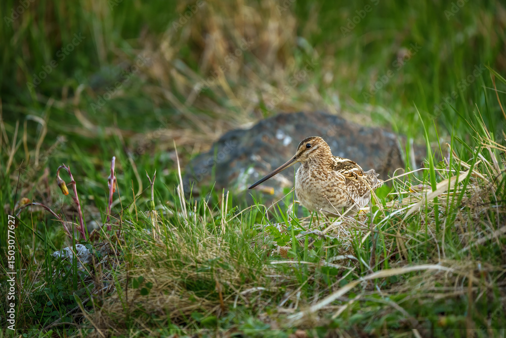 Obraz premium The common snipe - Gallinago gallinago is a small, stocky wader native to the Old World.
