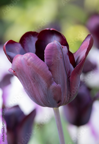 Purple Tulip 'Continental' in bloom (Liliaceae)