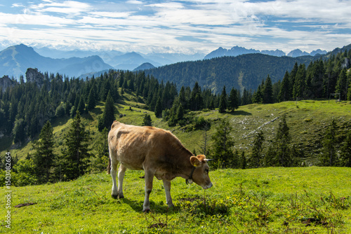 cow in the mountains