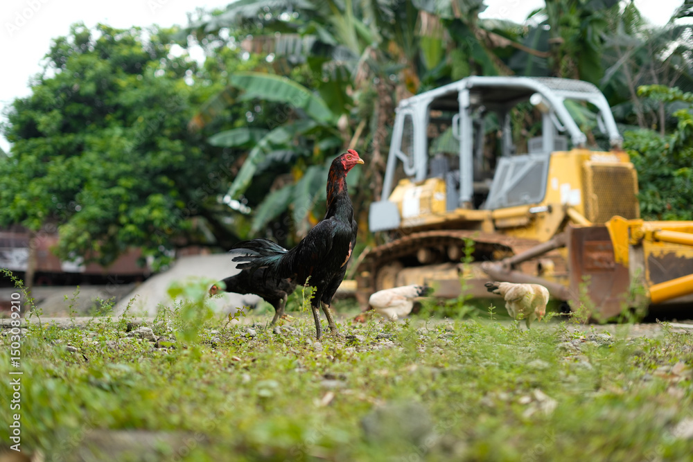 Naklejka premium Pack of chickens in a farmyard with green foliage and rural background