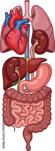 Complete Human Internal Organs Anatomy Illustration.