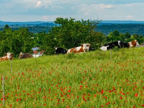 Fototapeta Kühe und Rinder grasen auf einer Weide