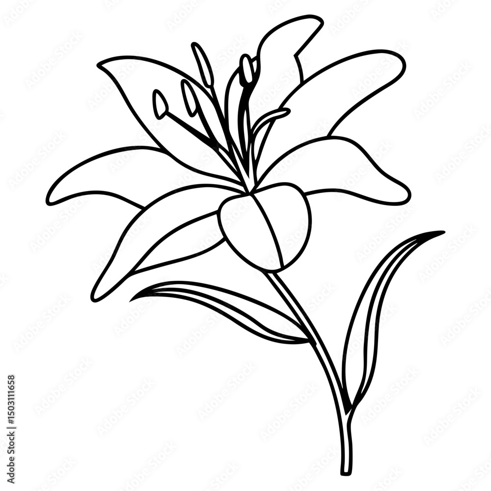 Fototapeta premium Line art lily flower drawing, for botanical illustrations