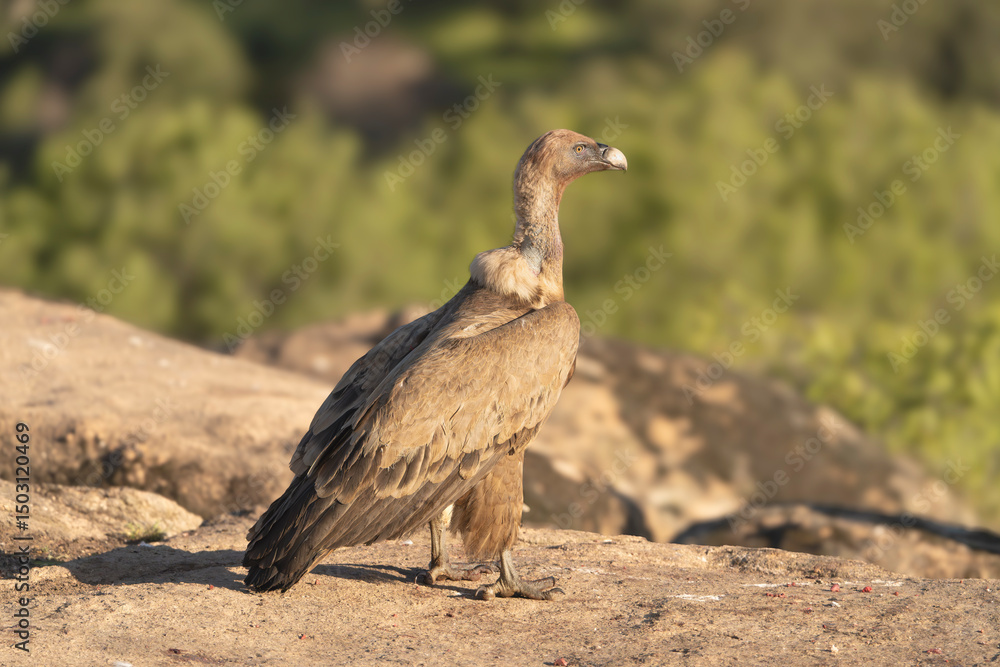 Obraz premium Eurasian griffon vulture - Gyps fulvus fulvus on rock at green background. Photo from Sierra de Gredos Mountain in Spain.