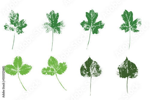 Natural leaves imprint, Grunge style, Vector, Isolated, Decorative elements for design	
