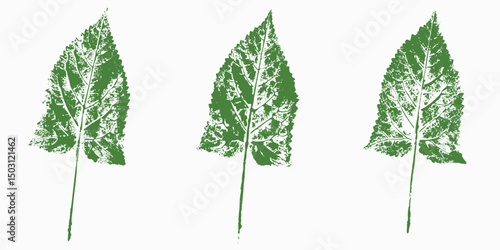 Natural leaves imprint, Grunge style, Vector, Isolated, Decorative elements for design	
