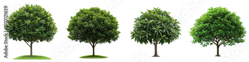 Lush Mango Tree with Dense Foliage Under Bright Sunny Sky in Isolated Background