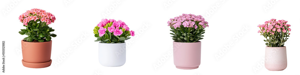 Toned Flower Pots Featuring Colorful Kalanchoe Plants in Various Containers Toned Flower Pots Featuring Colorful Kalanchoe Plants in Various Containers
