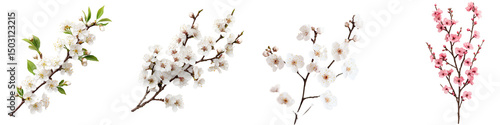 Beautiful Plum Blossom Branches in Full Bloom Captured in Vibrant Colors