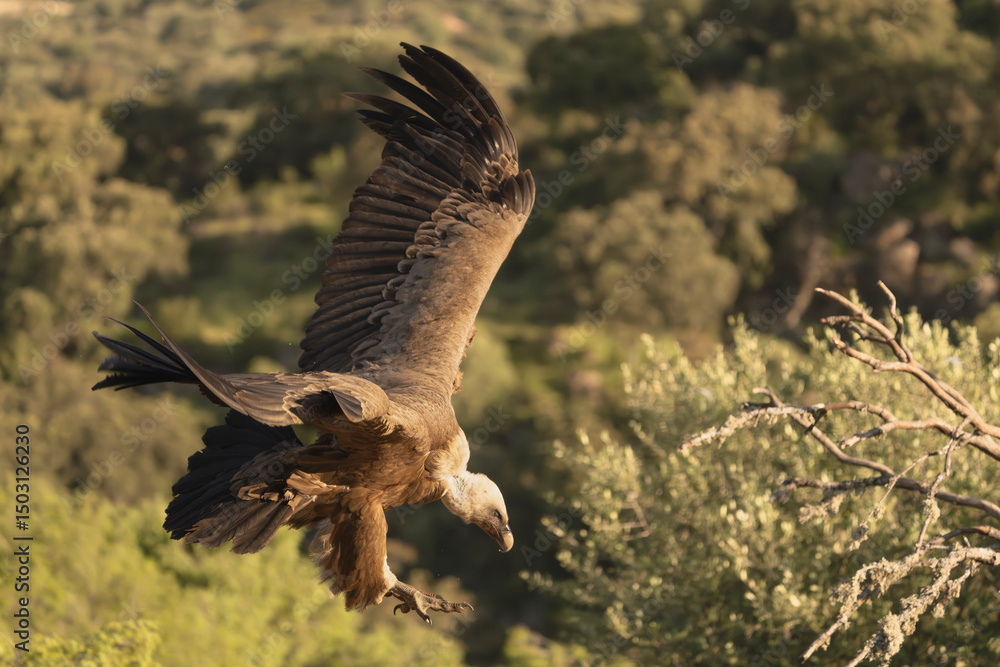 Fototapeta premium Eurasian griffon vulture - Gyps fulvus fulvus landing with spanned wings on brench at green background. Photo from Sierra de Gredos Mountain in Spain.