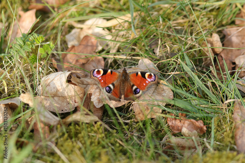 Paon du jour (Aglais io)
Aglais io on an unidentified flower or plant
