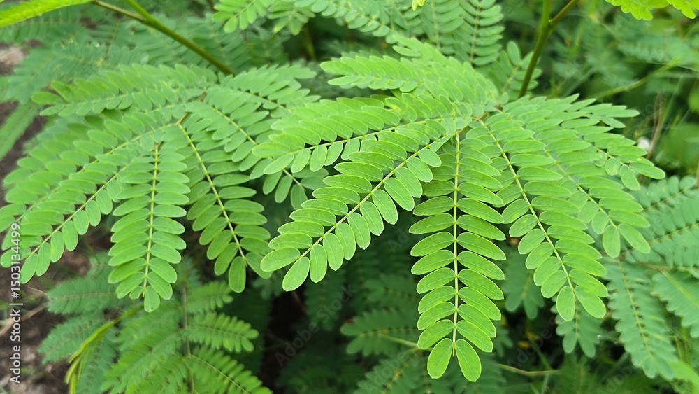 Vibrant Green Bipinnate Compound Leaves Close-up Vibrant Green Bipinnate Compound Leaves Close-up