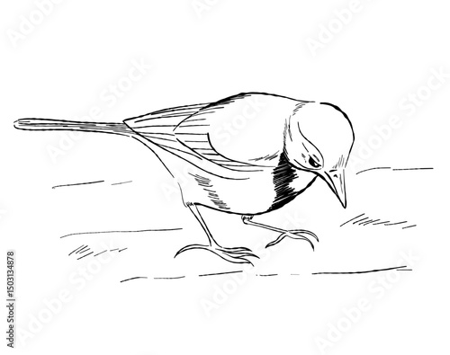 Cartoon outline of a white wagtail bird. Vector illustration minimalist design element for nature and bird-themed projects
