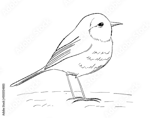 Cartoon outline drawing of a cute robin bird vector illustration. Sweet hand-drawn element for seasonal, nature or wildlife designs