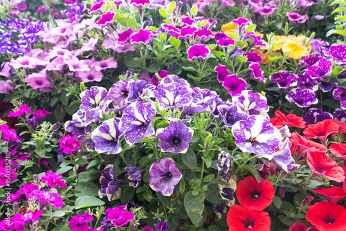 Bright blooming petunias of different colors. Petunia blossoms. Decorating the outdoor space with flowers.