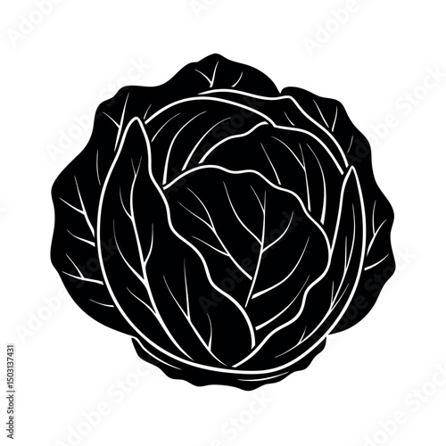 cabbage green black white vector silhouette