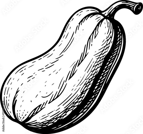 Hand Drawn Chayote Illustration